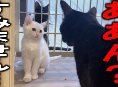 大人猫に怒られ、しょぼくれちゃった新入り子猫…
