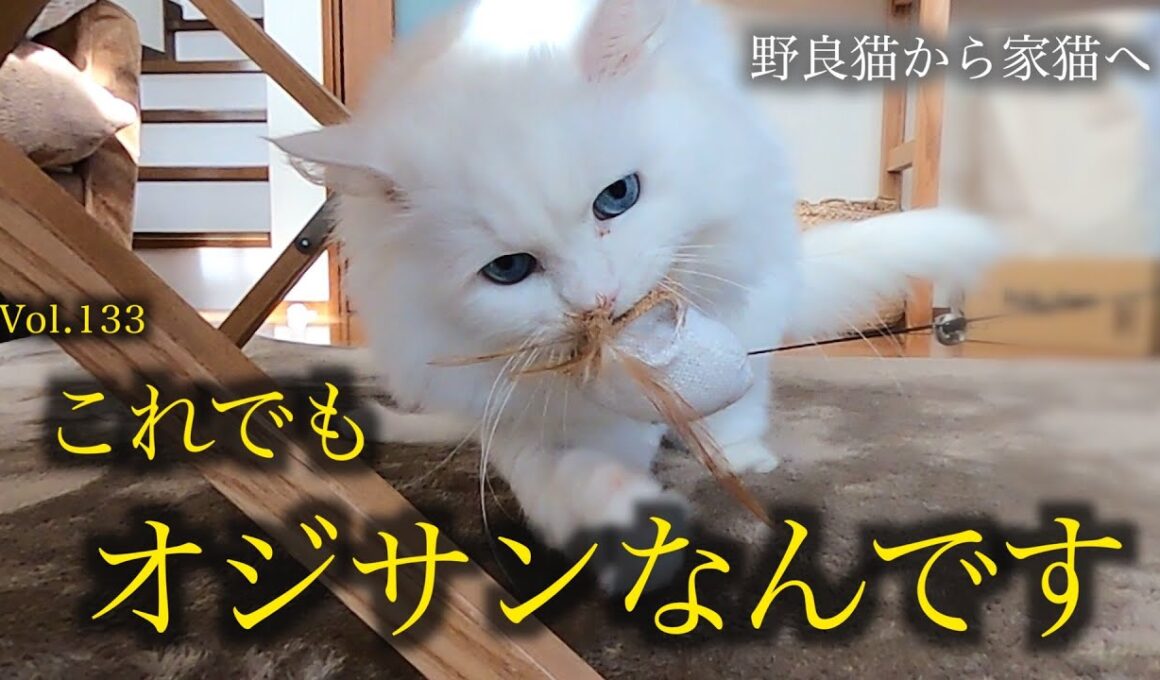 愛猫の懐かしい動画が出てきましたが、やっぱりオジサンには見えません！Senior cat looking like a kitten