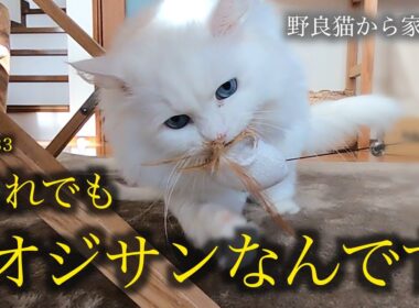 愛猫の懐かしい動画が出てきましたが、やっぱりオジサンには見えません！Senior cat looking like a kitten