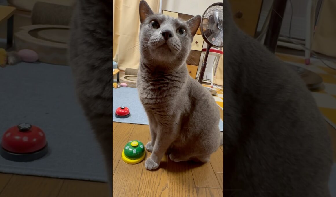 【ロシアンブルー】今朝のめろん♡おねだり少なめの朝...ちと心配🥺【猫】#shorts