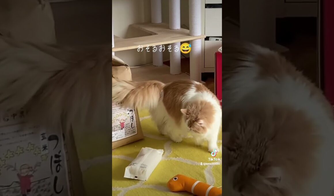 【猫のいる暮らし】#cat #ペルシャ #猫 #スコッティッシュフォールド #もふもふ