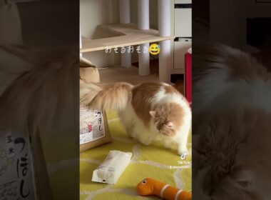 【猫のいる暮らし】#cat #ペルシャ #猫 #スコッティッシュフォールド #もふもふ