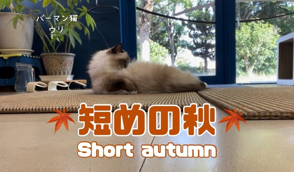 バーマン猫ウリ【短めの秋】Short autumn（バーマン猫）Birman/Cat