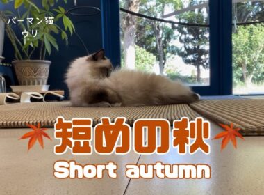 バーマン猫ウリ【短めの秋】Short autumn（バーマン猫）Birman/Cat