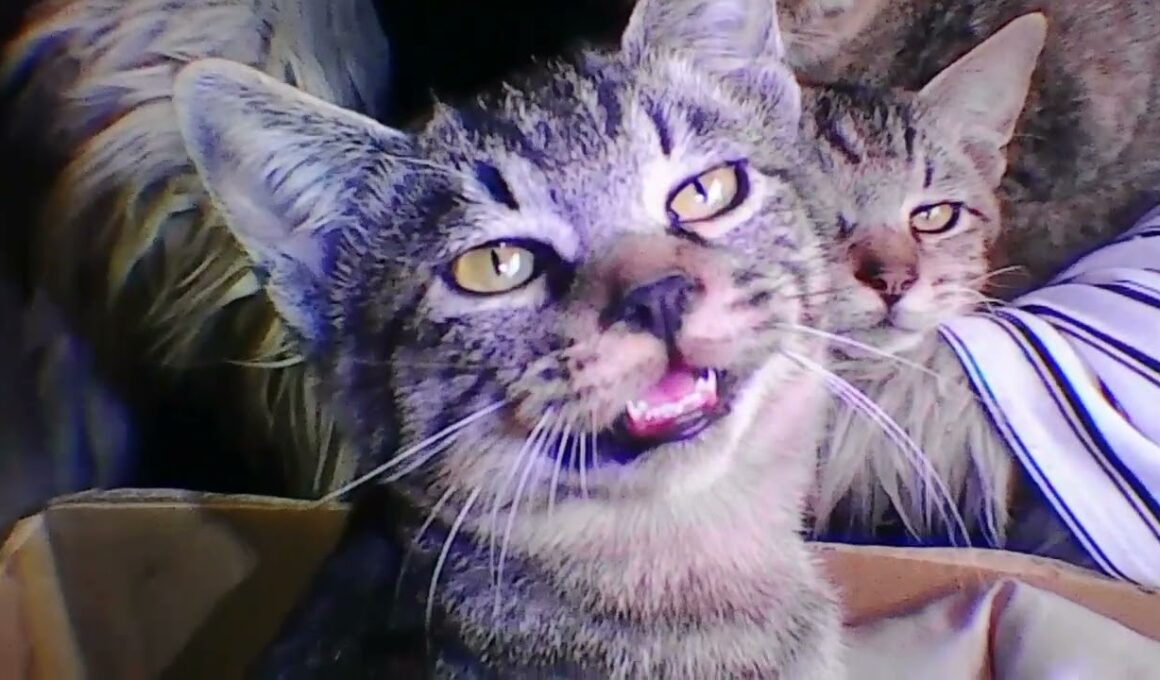 子猫たちは寒さに震えています/10月20日気温9℃雨 #保護猫