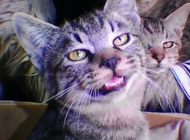 子猫たちは寒さに震えています/10月20日気温9℃雨 #保護猫