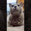 【ロシアンブルー】今朝のめろん..しっかり食べた後は甘えん坊です😚【猫】#shorts