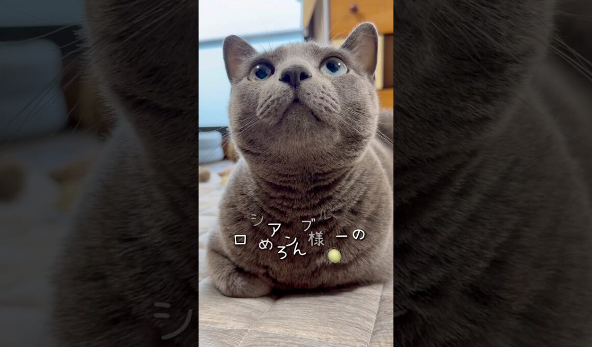 【ロシアンブルー】今朝のめろん..しっかり食べた後は甘えん坊です😚【猫】#shorts