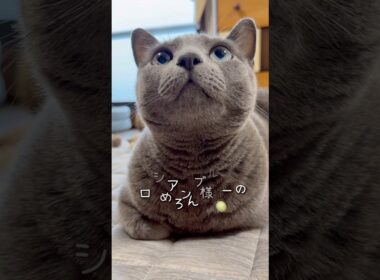 【ロシアンブルー】今朝のめろん..しっかり食べた後は甘えん坊です😚【猫】#shorts