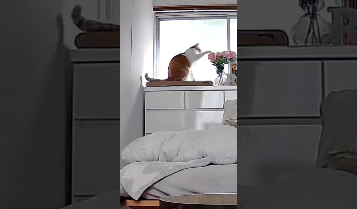 爆速で花をドリブルする猫 #元野良猫チャチャ #ネコ #ねこ #猫 #猫武将