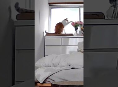 爆速で花をドリブルする猫 #元野良猫チャチャ #ネコ #ねこ #猫 #猫武将