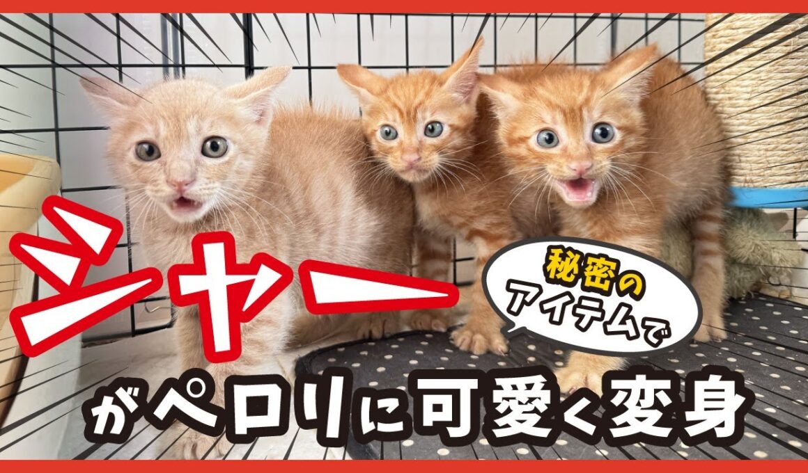 怖がってた子猫が、初めて美味しさに気づいた日🐾