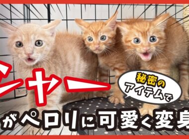 怖がってた子猫が、初めて美味しさに気づいた日🐾