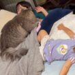 娘たちと猫団子を形成する猫　サイベリアン