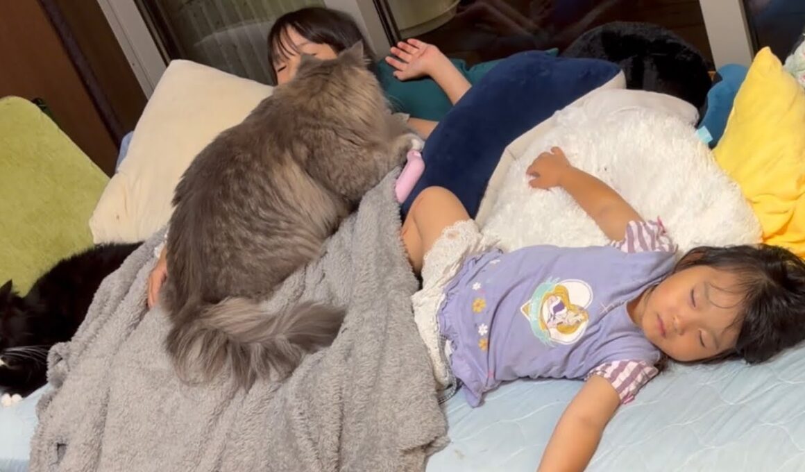 娘たちと猫団子を形成する猫　サイベリアン