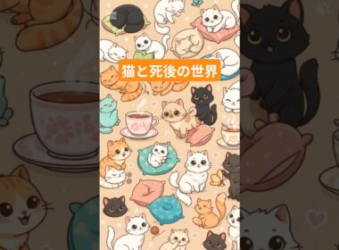 猫と死後の世界 1　 #猫のいる暮らし #ねこたんの解説 #cat #プチ知識 #猫のいる生活 #子ネコ #雑学 #一分でわかる #vrew #猫好きさんと繋がりたい