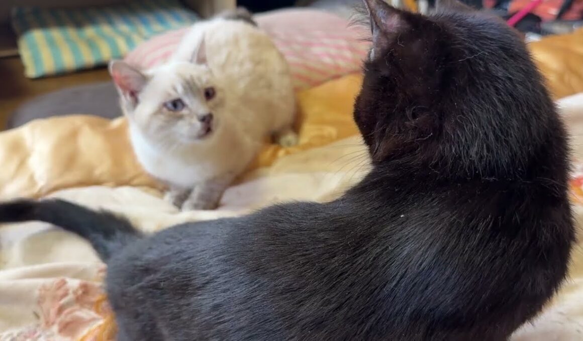 一旦、始まると、しつこくなるネコ2匹のじゃれあい。シャムの雫vs黒猫の黒夢② まだ、やってる