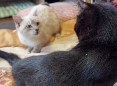 一旦、始まると、しつこくなるネコ2匹のじゃれあい。シャムの雫vs黒猫の黒夢② まだ、やってる