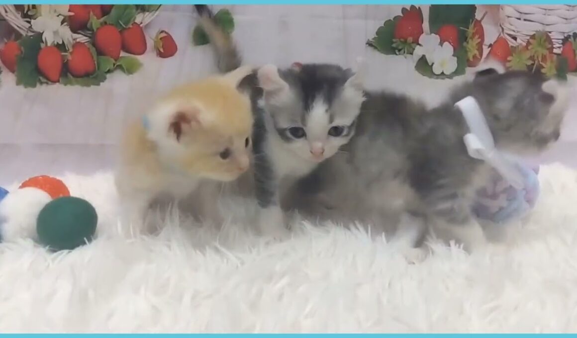 Coo&RIKU　No.00735908 アメリカンカール