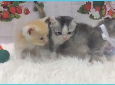 Coo&RIKU　No.00735908 アメリカンカール