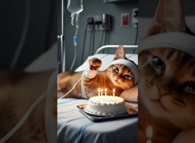 Havana Brown Kitten 💛