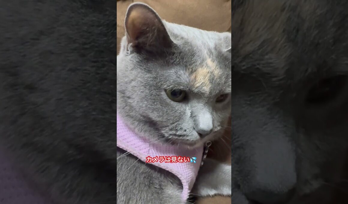 マンチカンのココちゃん。飼い主が風邪のため投稿遅れるかもです。