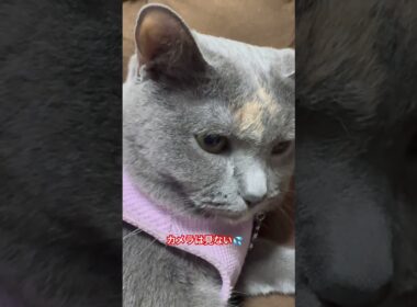 マンチカンのココちゃん。飼い主が風邪のため投稿遅れるかもです。