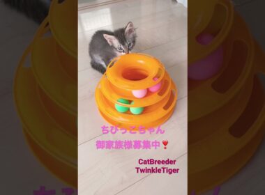 ちびっこちゃん❤️御家族様募集中❣️ 【お問合せ詳細は説明欄、コメ欄に記載あります】 #ブリーダー直販 #ラパーマ #猫 #マンチカン #ミヌエット #子猫 #猫のいる暮らし