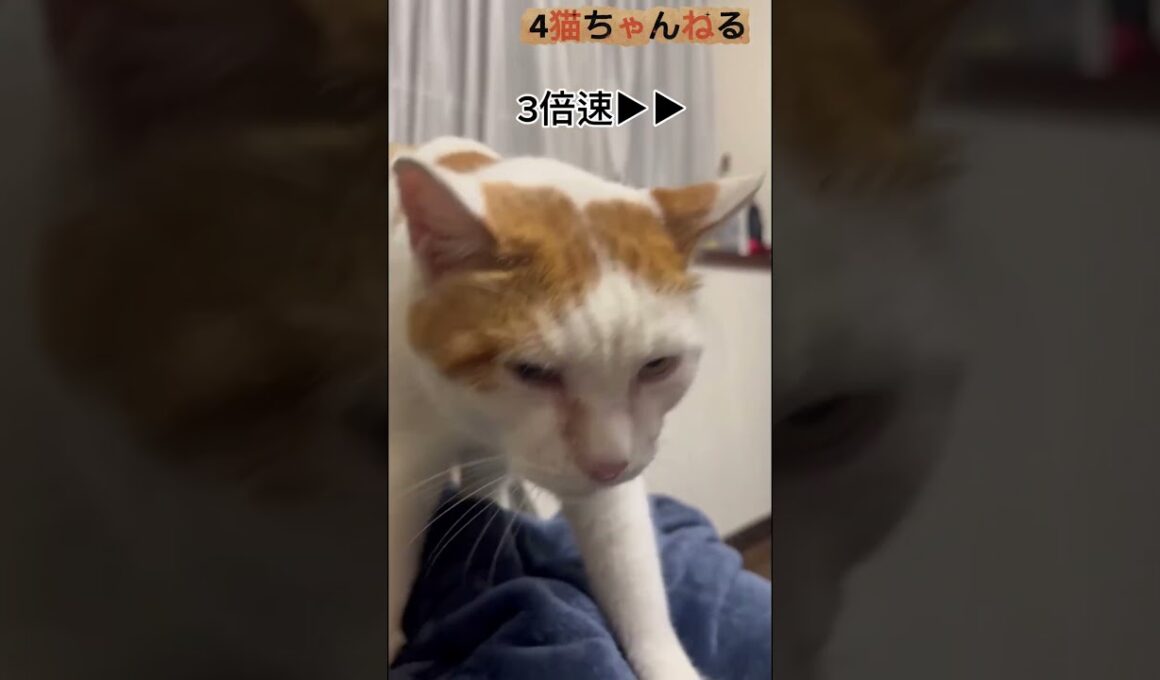 【猫のふみふみを高速にしてみた】#ねこ #多頭飼い #日本猫 #保護猫 #シニア猫 #shorts