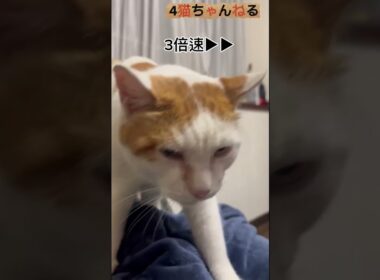【猫のふみふみを高速にしてみた】#ねこ #多頭飼い #日本猫 #保護猫 #シニア猫 #shorts