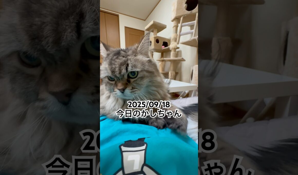 2025/09/18今日のかしちゃん #猫 #ペルシャ #カシス #cat #猫のいる暮らし