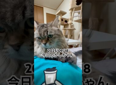2025/09/18今日のかしちゃん #猫 #ペルシャ #カシス #cat #猫のいる暮らし