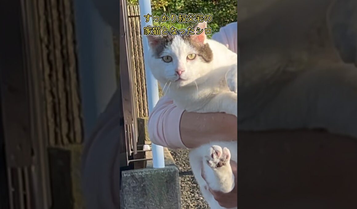 【驚きの見送り】久しぶりの外出、シロハウスから出て見送るシロの表情【オリジナル曲】