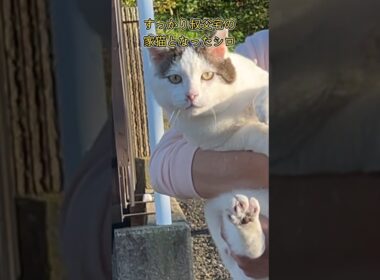 【驚きの見送り】久しぶりの外出、シロハウスから出て見送るシロの表情【オリジナル曲】