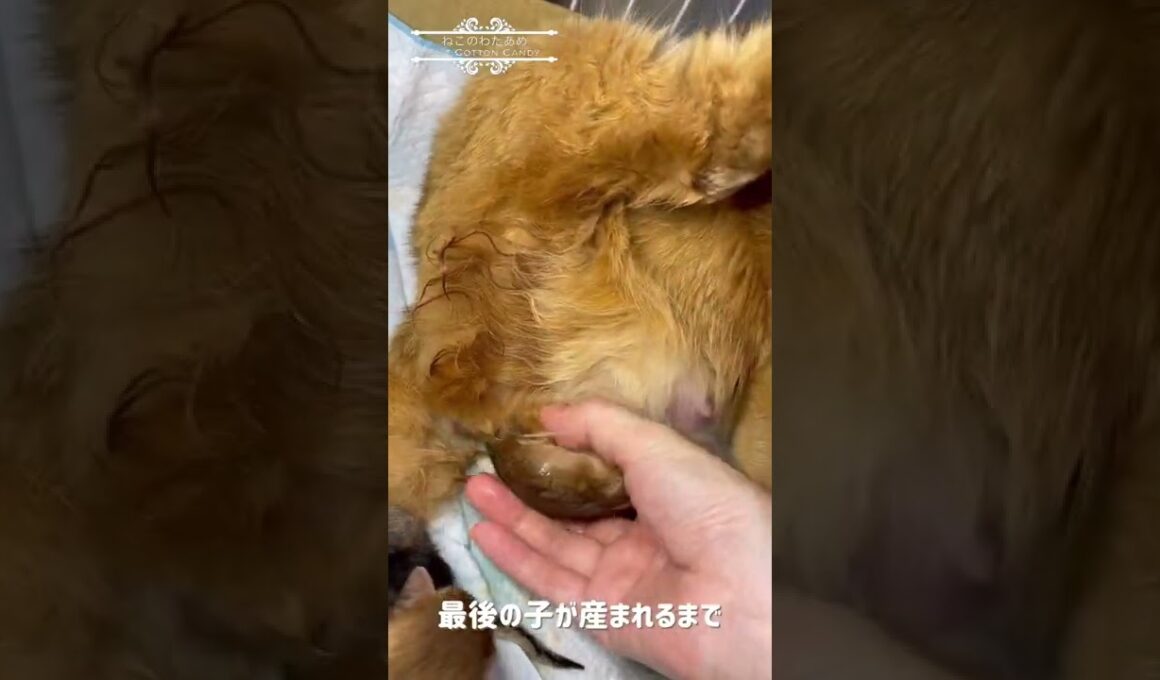 ソマリの出産/最後の子が産まれるまでの一部始終