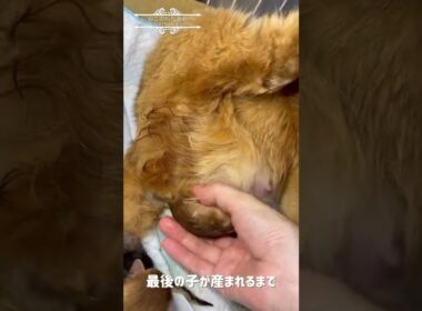 ソマリの出産/最後の子が産まれるまでの一部始終