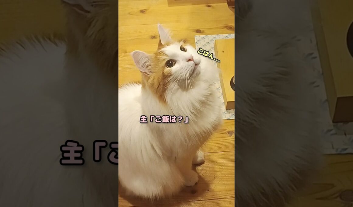 今朝のお返事 #shorts #メインクーン #猫 #鳴き声 #cat #mainecoon #catlover​  #catshorts​ #cute​ #cutecat​ #fyp​