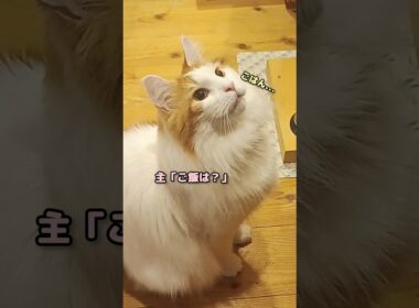 今朝のお返事 #shorts #メインクーン #猫 #鳴き声 #cat #mainecoon #catlover​  #catshorts​ #cute​ #cutecat​ #fyp​