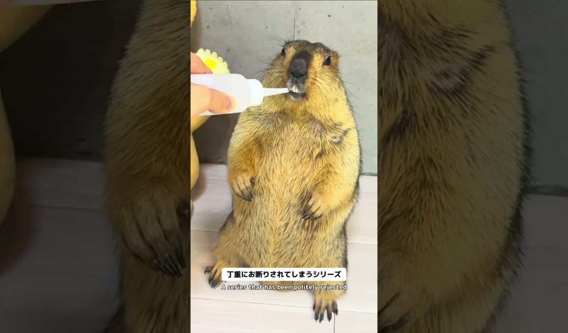 Mamochi: "I don't need any more water..." #marmot #animals #pets #funny
