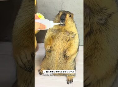 Mamochi: "I don't need any more water..." #marmot #animals #pets #funny