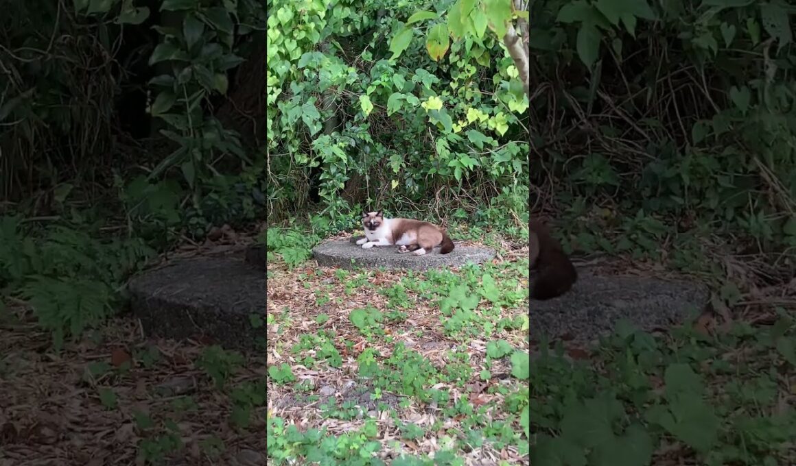 チョコレート シャム猫？　ヒマラヤン？