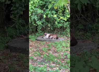 チョコレート シャム猫？　ヒマラヤン？