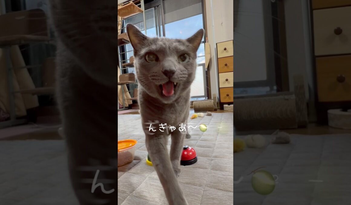 【ロシアンブルー】今朝のめろん〜きっちりルーティーン🤗【猫】#shorts