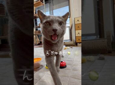 【ロシアンブルー】今朝のめろん〜きっちりルーティーン🤗【猫】#shorts