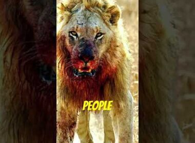 The Man Eating Lions of Tsavo