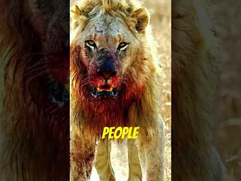 The Man Eating Lions of Tsavo