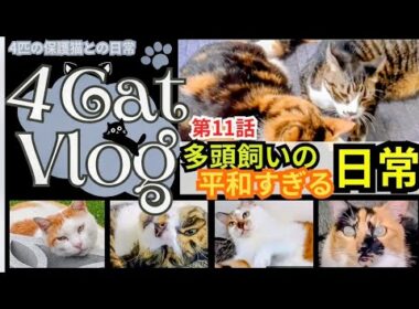 【多頭飼いの平和すぎる日常】#ねこ　 #多頭飼い　#保護猫　#みけねこ #ペット