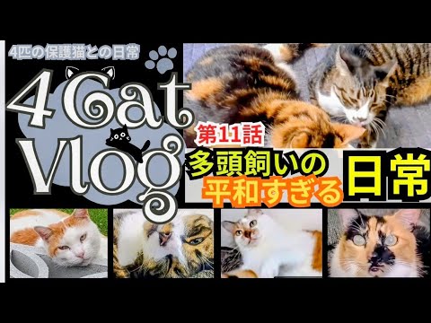 【多頭飼いの平和すぎる日常】#ねこ　 #多頭飼い　#保護猫　#みけねこ #ペット