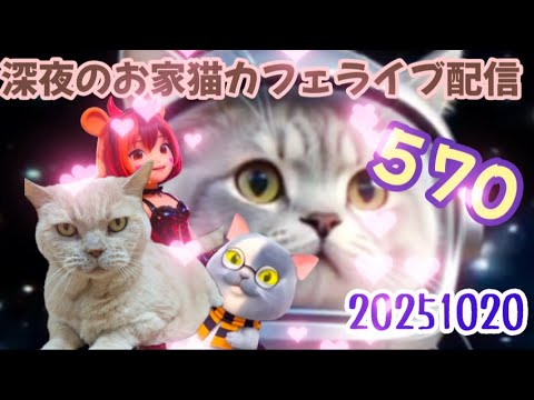 深夜のお家猫カフェライブ配信 ５７０