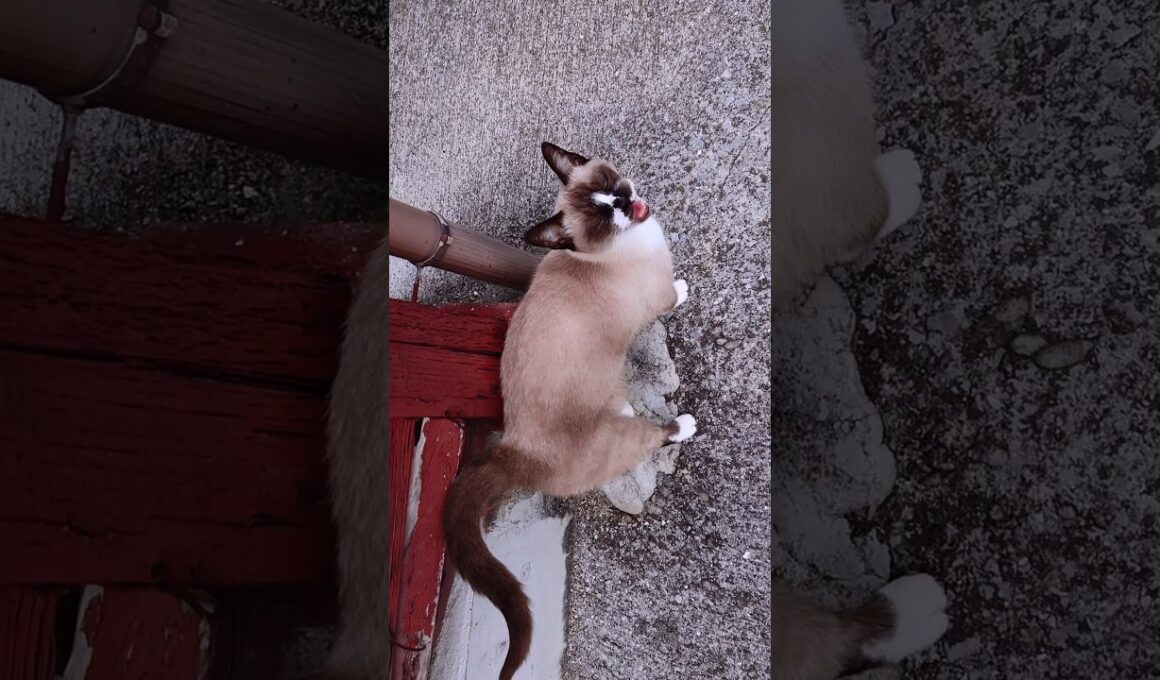 今日と昨日のシャム猫さん#シャム猫#ねこ#猫#cat#shorts